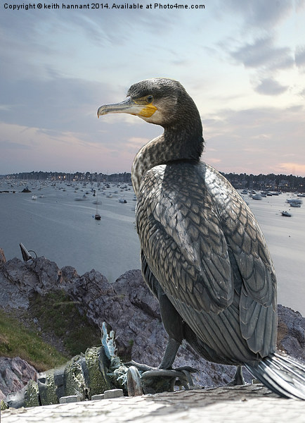  cormorant over harbour Picture Board by keith hannant