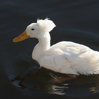 Buy canvas prints of  crested duck or punk duck by keith hannant