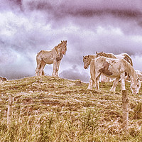 Buy canvas prints of herd of pinto horses by keith hannant