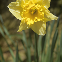 Buy canvas prints of Daffodil by Lauren Wilson