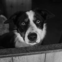Buy canvas prints of Lily in Black and White by Lauren Wilson