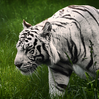 Buy canvas prints of White Tiger by Lauren Wilson