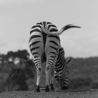 Buy canvas prints of Zebra by Lauren Wilson