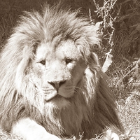 Buy canvas prints of Lion in Sepia by Daniel Geer