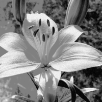 Buy canvas prints of Chalked Lily by Daniel Geer