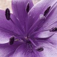 Buy canvas prints of Purple Lily Flower by Daniel Geer