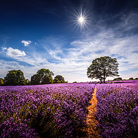 Buy canvas prints of Summer Lavender by Kelvin Trundle