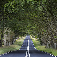 Buy canvas prints of The Beech Avenue by Kelvin Trundle