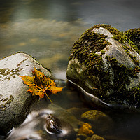 Buy canvas prints of Autumn Fall by Kelvin Trundle