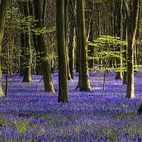 Buy canvas prints of The Green & Blue of spring by Kelvin Trundle