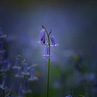 Buy canvas prints of Single Bluebell by Kelvin Trundle