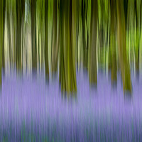 Buy canvas prints of Moving Bluebells by Kelvin Trundle