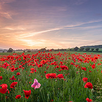 Buy canvas prints of Fields of Red by Kelvin Trundle