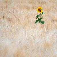 Buy canvas prints of Summer Sunflower by Kelvin Trundle
