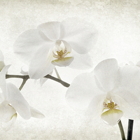 Buy canvas prints of White orchid by Julie Woodhouse