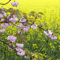 Buy canvas prints of Spring Blossom by Julie Woodhouse