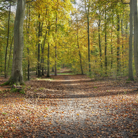 Buy canvas prints of Autumn forest by Julie Woodhouse