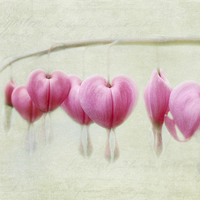 Buy canvas prints of Bleeding Hearts by Julie Woodhouse