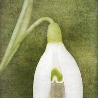 Buy canvas prints of Snowdrop by Julie Woodhouse