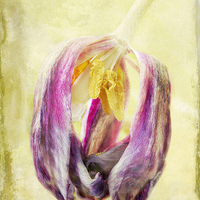 Buy canvas prints of Faded Tulip by Julie Woodhouse