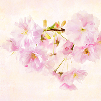 Buy canvas prints of Sakura by Julie Woodhouse
