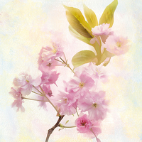 Buy canvas prints of Cherry Blossom by Julie Woodhouse