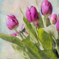 Buy canvas prints of Tulips by Julie Woodhouse