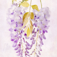 Buy canvas prints of Wisteria by Julie Woodhouse