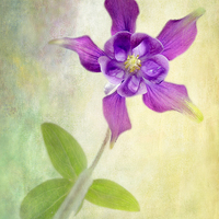 Buy canvas prints of Aquilegia by Julie Woodhouse
