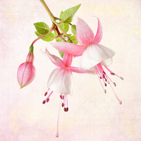 Buy canvas prints of Fuchsia by Julie Woodhouse