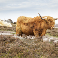 Buy canvas prints of Highland Cattle on Hathersage Moor in Derbyshire by Julie Woodhouse