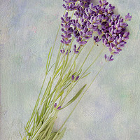 Buy canvas prints of Lavender flowers by Julie Woodhouse
