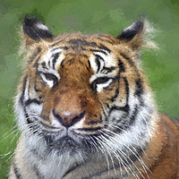 Buy canvas prints of Amur Tiger by Julie Woodhouse