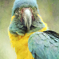 Buy canvas prints of Blue-throated Macaw Ara glaucogularis by Julie Woodhouse