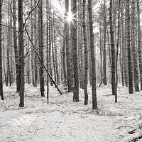 Buy canvas prints of Winter forest by Julie Woodhouse