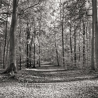 Buy canvas prints of forest path by Julie Woodhouse