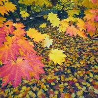 Buy canvas prints of Autumn Leaves by Iksung Nah