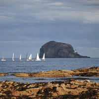 Buy canvas prints of Yachts at Bass Rock by Michelle BAILEY