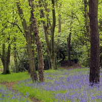 Buy canvas prints of  Bluebell Path by Michelle BAILEY