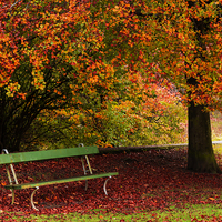 Buy canvas prints of  Beech and Bench by Michelle BAILEY