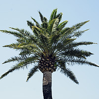 Buy canvas prints of Palm Tree 2 by Michelle BAILEY