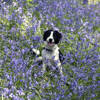 Buy canvas prints of Collie in Bluebells by John Keates