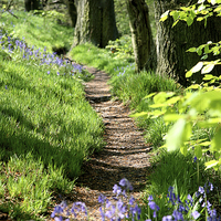 Buy canvas prints of Spring Bluebell path by John Keates