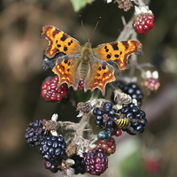 Buy canvas prints of Comma (Polygonia c-album) butterfly by John Keates