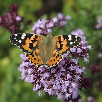 Buy canvas prints of Painted Lady Butterfly by John Keates
