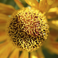 Buy canvas prints of Close up of a helianthus flower by John Keates