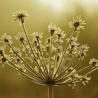 Buy canvas prints of A Close-up shot of a Hogweed seed head by John Keates