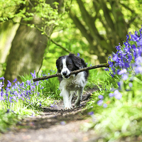 Buy canvas prints of Molly the Border Collie enjoying fetching her stic by John Keates