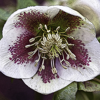 Buy canvas prints of  A purple and white Christmas Rose or Lenten rose  by John Keates