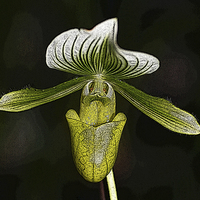Buy canvas prints of Paphiopedilum 'Copper Glow' Orchid flower by John Keates